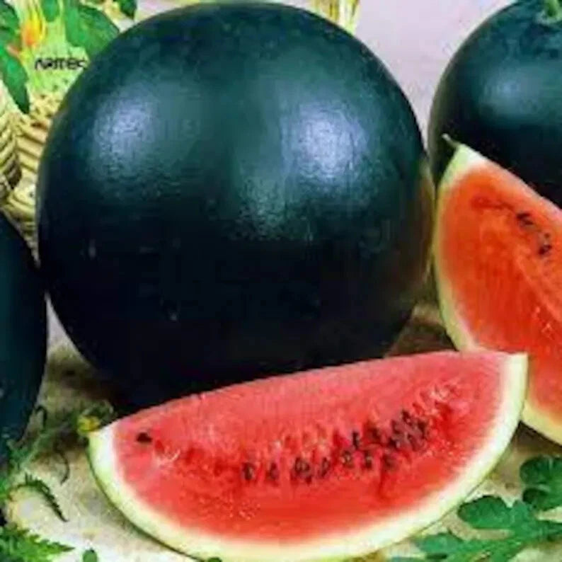 50 Organic Black Diamond Watermelon Seeds - Citrullus lanatus - USA Grown, Non-GMO, Free Shipping