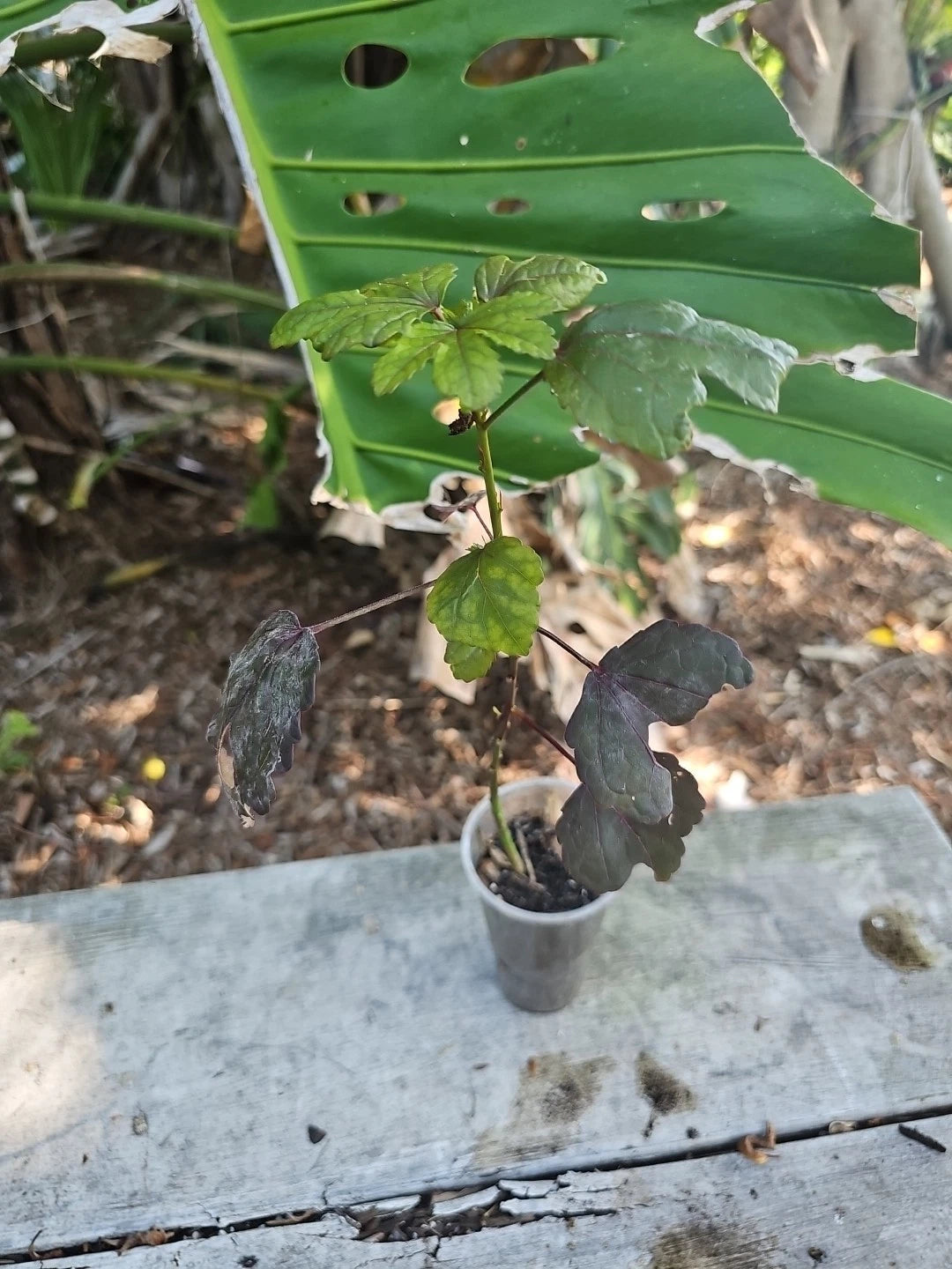 Cranberry Hibiscus Live Plant - Larger Size - Edible Rosella - Acetosella - Florida Grown