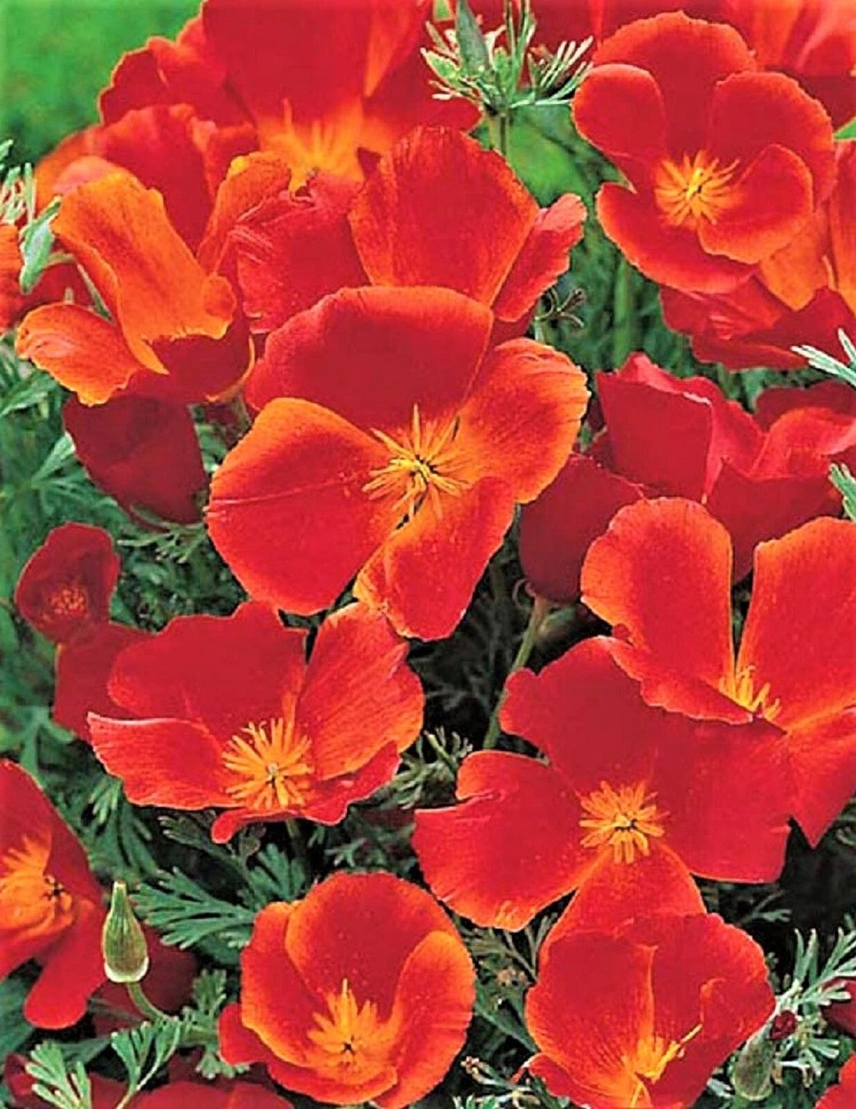 California Poppy Seeds Red Chief 200 Seeds - Eschscholzia californica - Ideal for Gardens and Landscapes