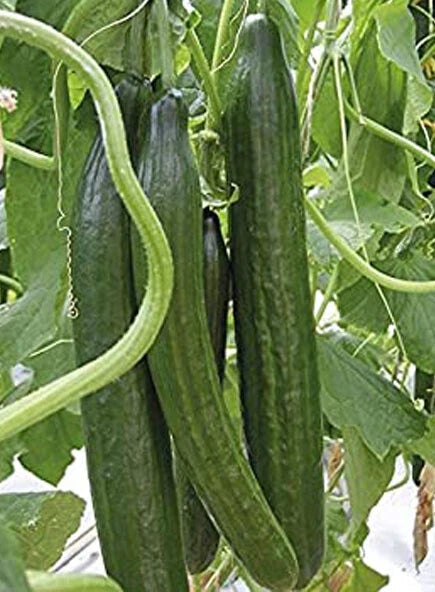 Cucumber Seeds 20+ Pack Sweet Slice Burpless Hybrid Cucumber Seeds (Cucumis sativus) USA