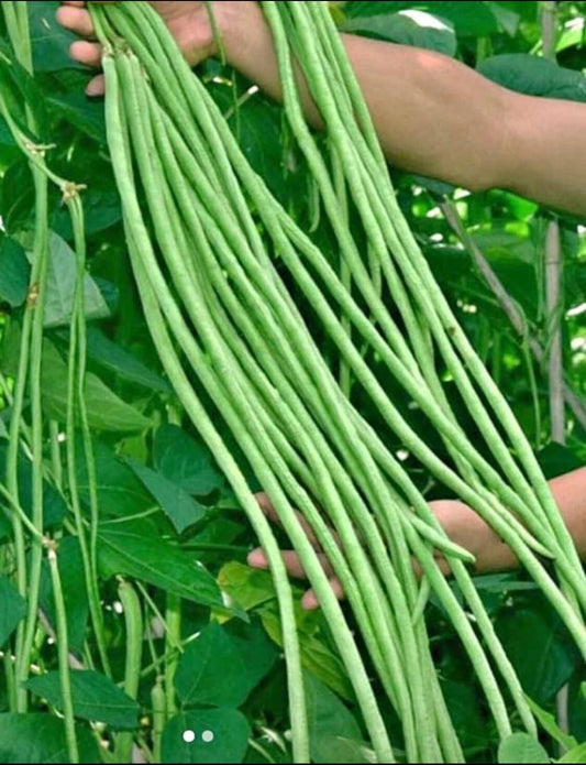 Green Yard Long Bean Seeds - 15+ Non-GMO Asian String Beans - Sitaw (Vigna unguiculata)