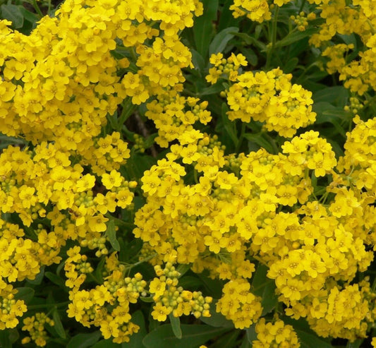 Alyssum Seeds 200+ Basket of Gold Yellow Flower Annual Garden Seeds Lobularia maritima