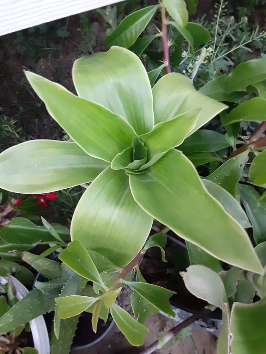 Basket Plant Cutting - 1 No Roots - Callisia Fragans - Trailing Houseplant for Home Decor