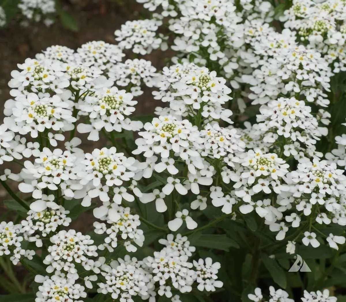 Candytuft Seeds 250+ Annual Empress Rocket Iberis amara - USA Grown, Free Shipping