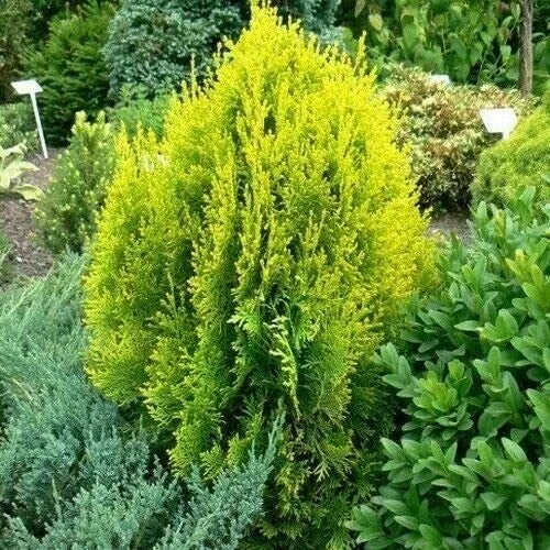 Golden Oriental Arborvitae Tree Seeds 60 Count Platycladus orientalis Aurea, Drought-Resistant, Evergreen Foliage