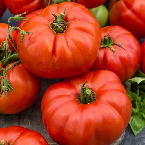 25 Beefsteak Tomato Seeds - Heirloom Variety for Home Gardening - Solanum lycopersicum - Free USA Shipping