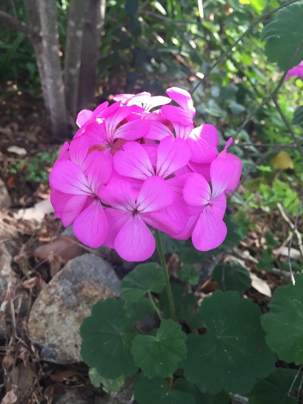 Purple Pink Pelargonium Zonal Geranium Starter Cuttings 12x6" Live Plant, Geranium zonale, Fresh Indoor Garden Decor