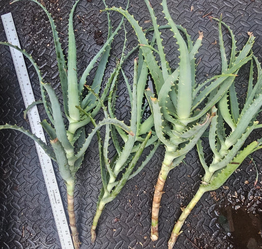 Aloe Arborescens Cuttings - 4 Healthy Aloe Vera Plant Cuttings for Propagation - Succulent Gardening Supplies