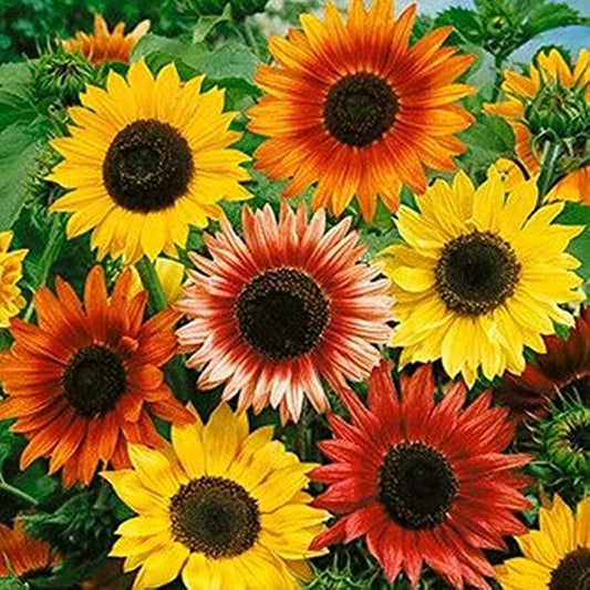 Autumn Beauty Mix Sunflower Seeds - 55 Seeds - Helianthus annuus - Vibrant Colors for Garden or Cut Flowers