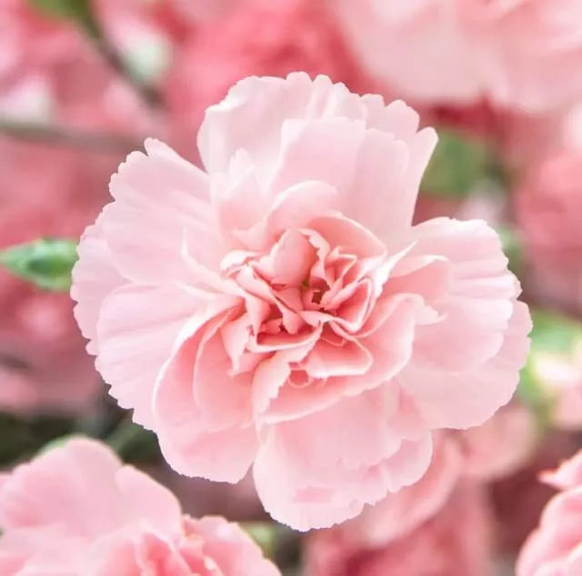 Carnation Flower Seeds (100 Seeds) - La France Pink, Easy to Grow, Dianthus caryophyllus
