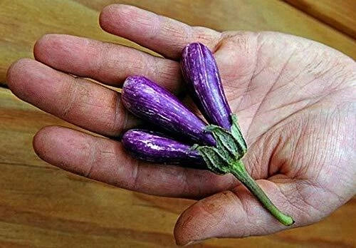 Mini Eggplant Seeds - 25 Pack - Little Fingers, Asian Heirloom, Non-GMO, Great for Gardens, Solanum melongena