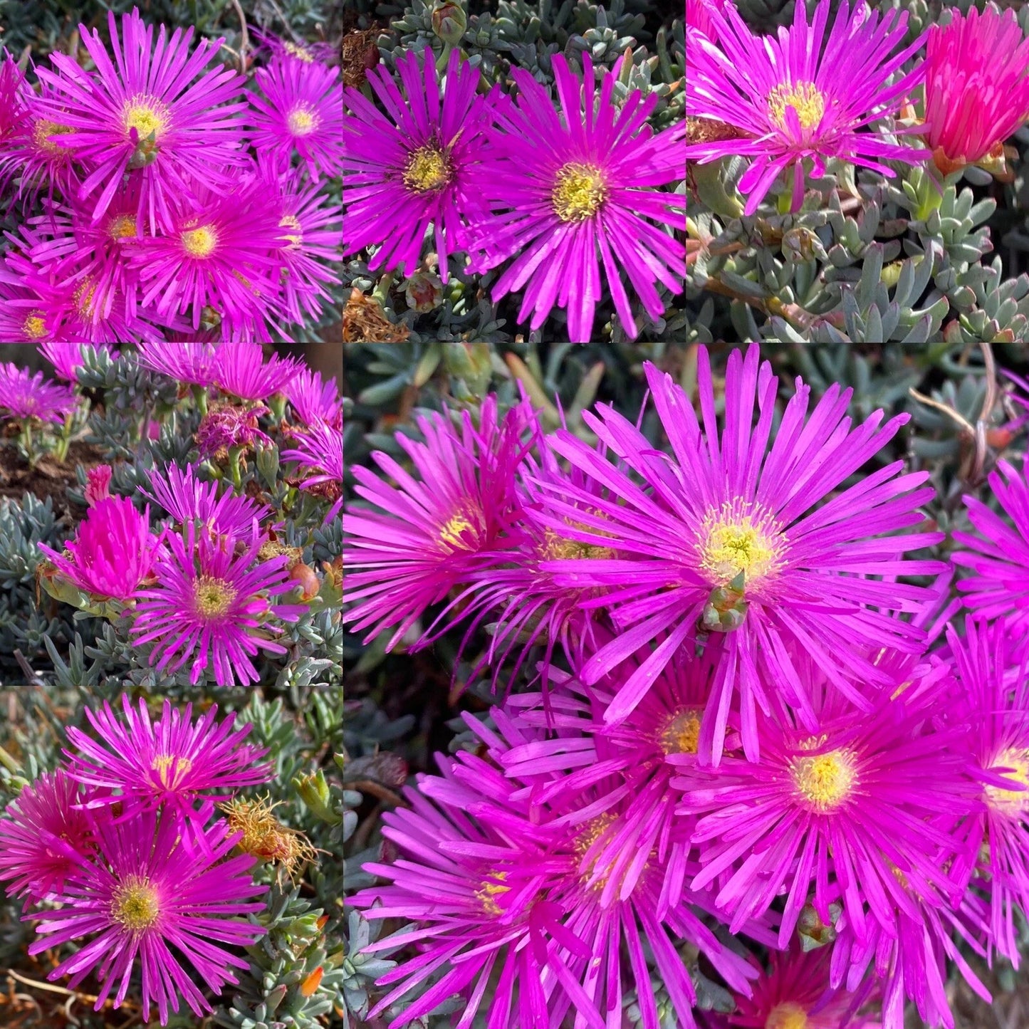 Magenta Ice Plant Cuttings - 15 Delosperma Cooperi Purple Succulent Cuttings for Garden & Landscaping