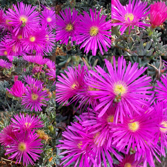 Magenta Ice Plant Cuttings - 15 Delosperma Cooperi Purple Succulent Cuttings for Garden & Landscaping