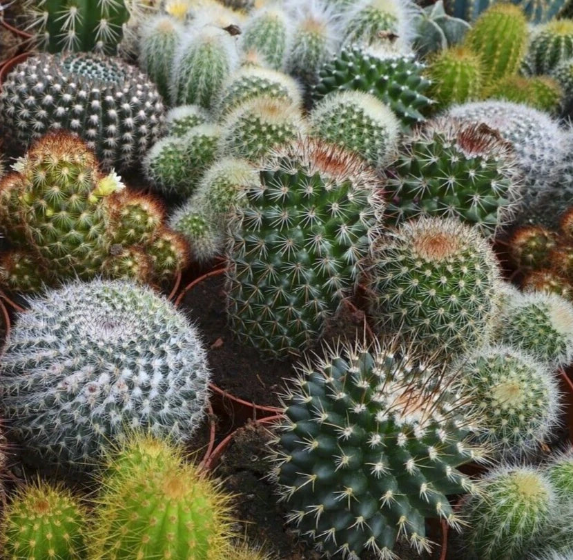 Cactus Seeds Mix - 30+ Varieties for Indoor/Outdoor Garden - Succulent Plants - Free Shipping