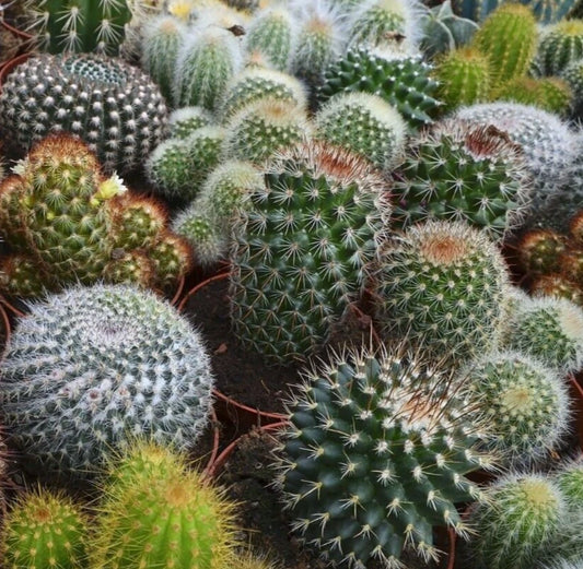 Cactus Seeds Mix - 30+ Varieties for Indoor/Outdoor Garden - Succulent Plants - Free Shipping