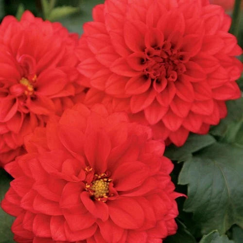25 Grande Topia Dahlia Seeds - Perennial Flowering Blooms - Colorful Garden Plants - Dahlia pinnata