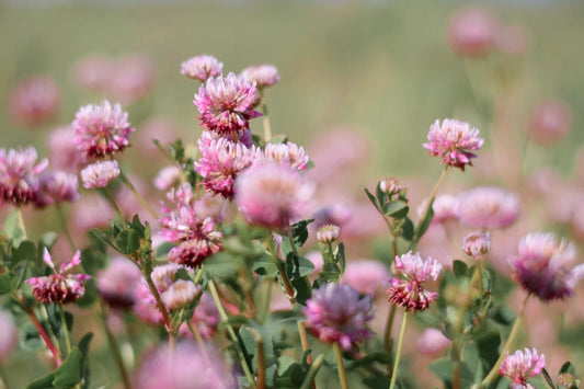 Alsike Pink Clover Seeds - 3,500+ Bulk Medicinal Herb Seeds - Trifolium hybridum - Easy to Grow, Free Shipping