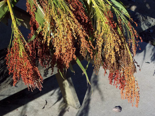 Broom Corn Seeds - 70 Mixed Color Seeds - Sorghum Bicolor - GroCo USA - Buy 15 for Free Shipping