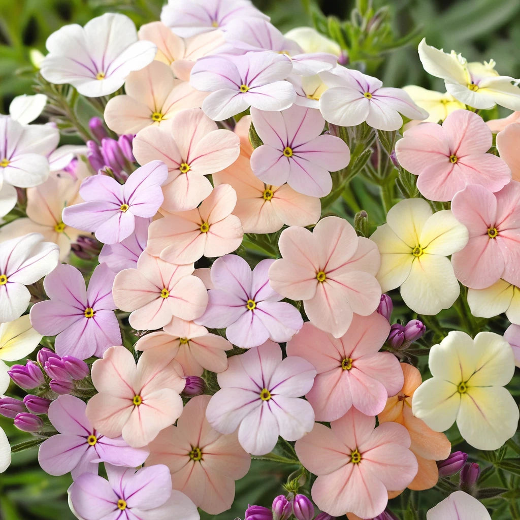 50 Creme Brule Phlox Seeds | Perennial Flower Seeds | Pollinator Friendly | Phlox paniculata | US Seller