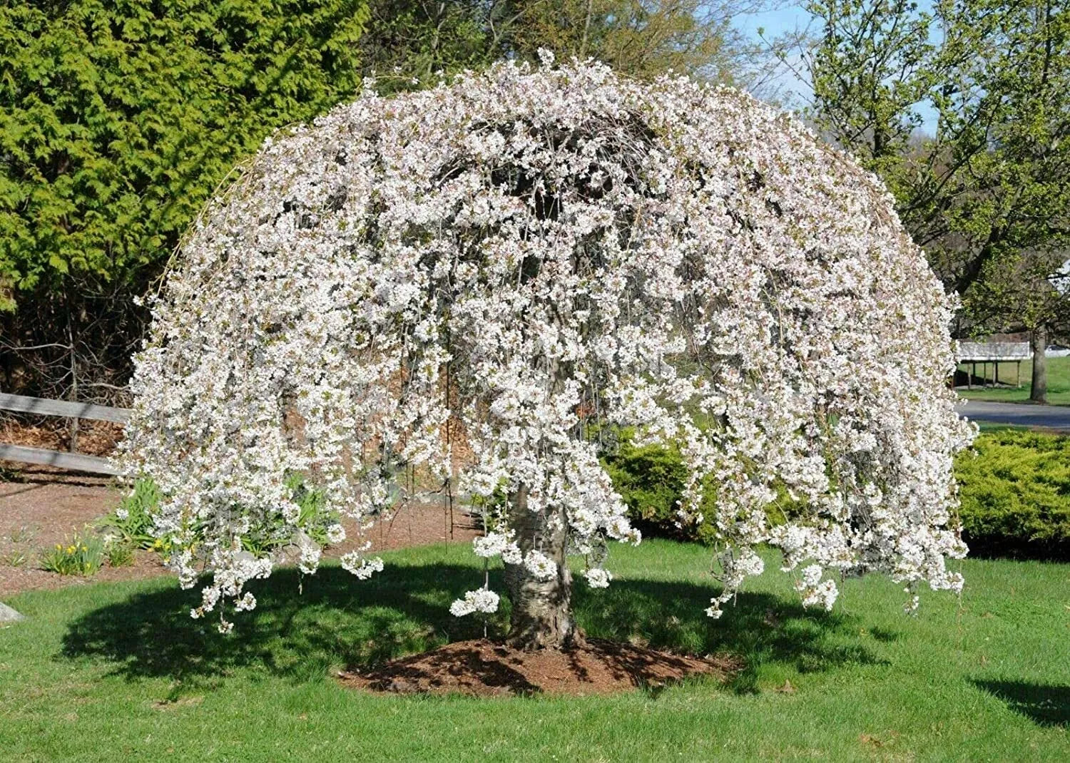 Weeping Yoshino Cherry Tree 24-36 IN Live Plant Prunus x yedoensis 'Shidare Yoshino' Well-Rooted Bare Rooted