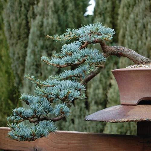 Blue Spruce Bonsai Tree Seeds | 20 Seeds | Picea pungens | Coniferous Tree for Planting