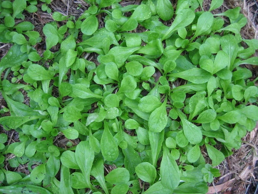 French Corn Salad Seeds - 500+ Fresh Herb Seeds for Salad - Valerianella locusta