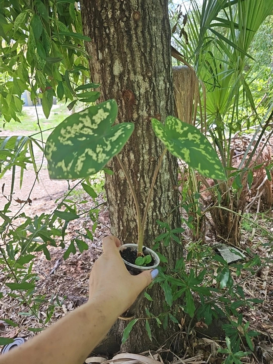 Alocasia Hilo Beauty Elephant Ears Plant - 3" Pot - Indoor & Outdoor House Plant - Caladium Variety