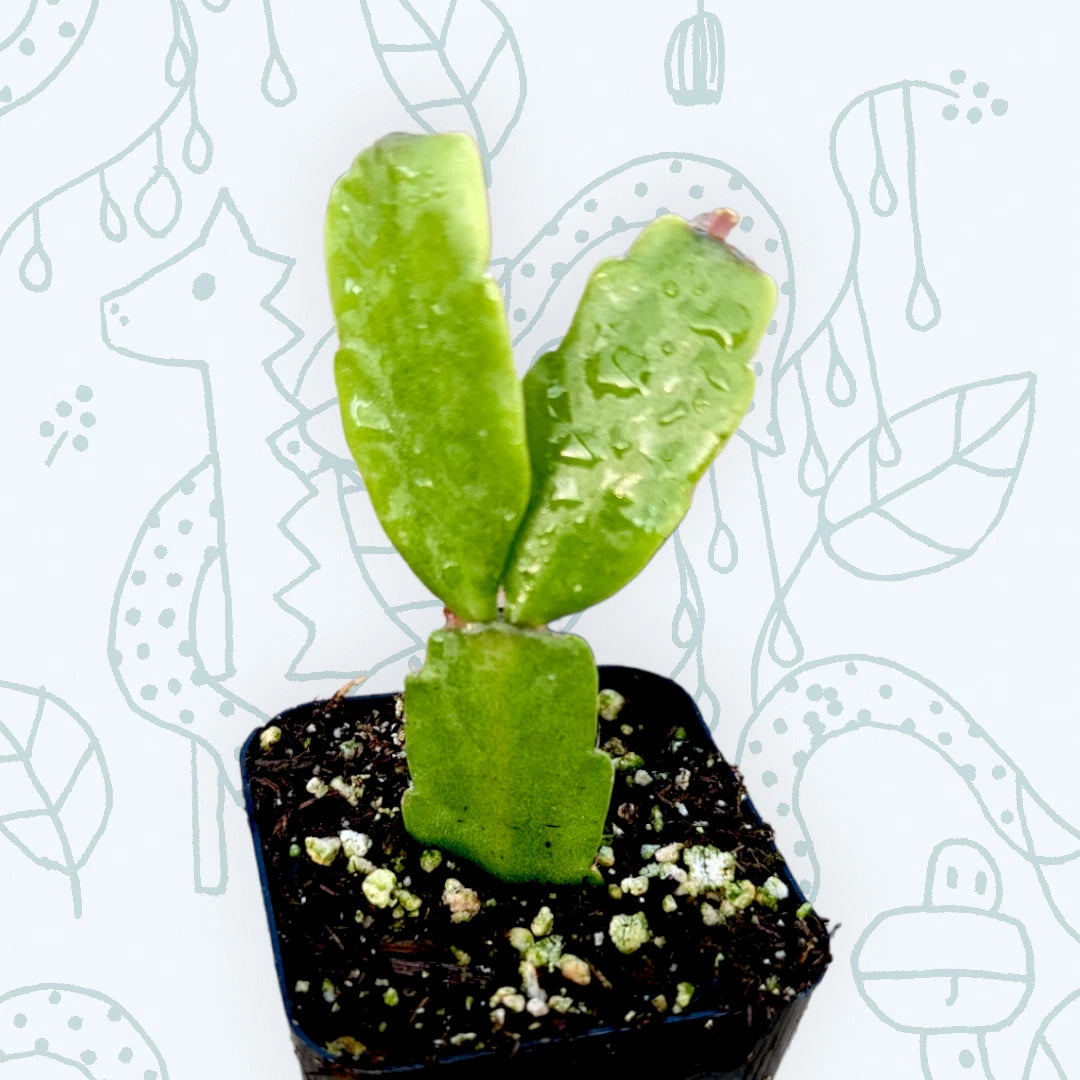 Christmas Cactus Plant 2 Inch Schlumbergera x buckleyi Succulent Indoor Houseplant