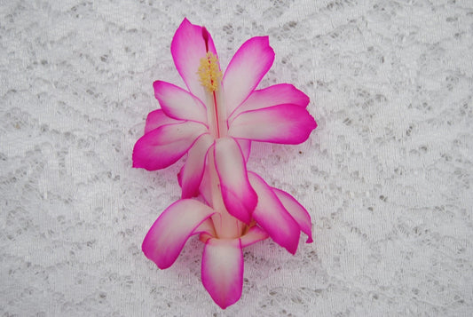Christmas Cactus Starter Plant - Small Healthy Rocket Variety - Schlumbergera Truncata - Well Rooted for Easy Growth