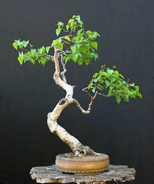 Bonsai Seeds - White Paper Birch Tree - 100+ Seeds - Betula papyrifera - Made in USA