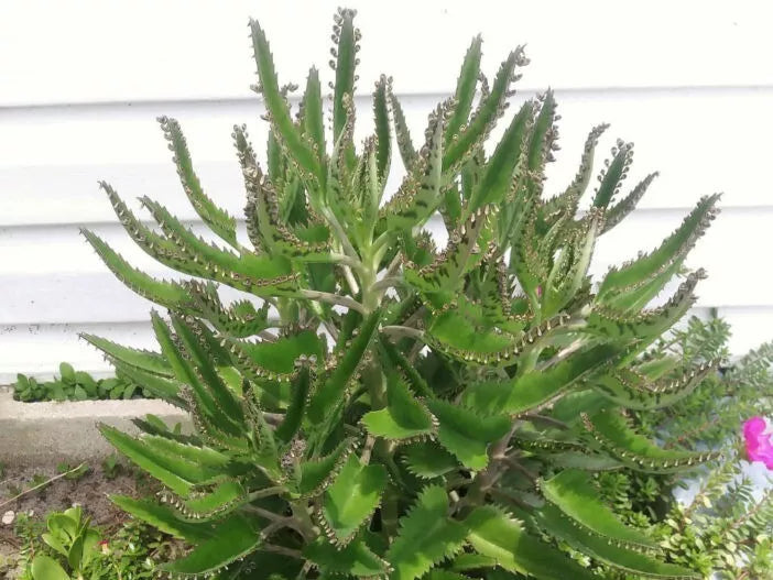 Kalanchoe Starter Plants, Mother of Thousands, 3-6 Inches, Kalanchoe daigremontiana