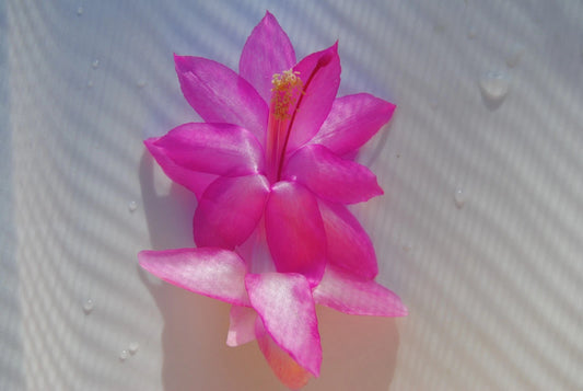 Christmas Cactus Starter Plant - Small Healthy Schlumbergera Truncata - Well Rooted Flor D' Ecole for Home or Office Decor