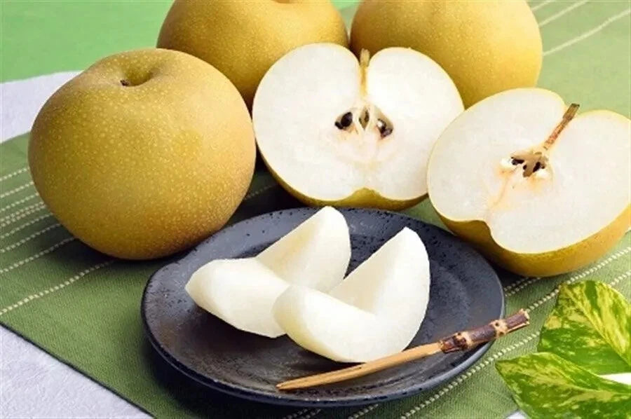 Asian Pear Seeds - 10 Pack - Pyrus pyrifolia - Japanese & Korean Varieties - 2024 USA