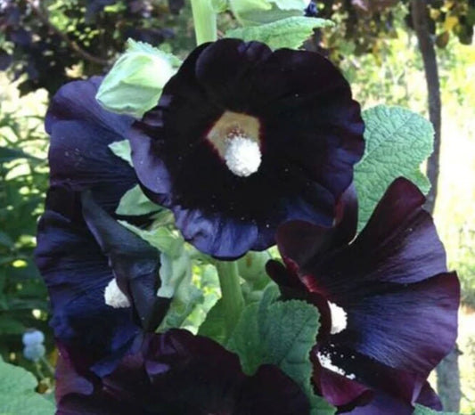 Hollyhock Seeds - 15 Seeds - Black Night Alcea rosea - Heirloom Flower Seeds for Garden