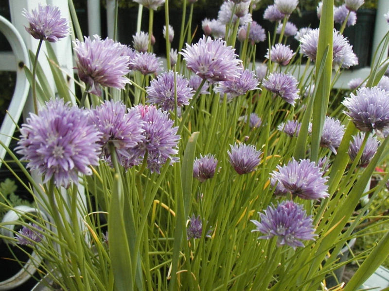 Chives Onion Seeds - 800 Seeds - Great Windowsill Herb - Allium schoenoprasum - Free Shipping on Any 15