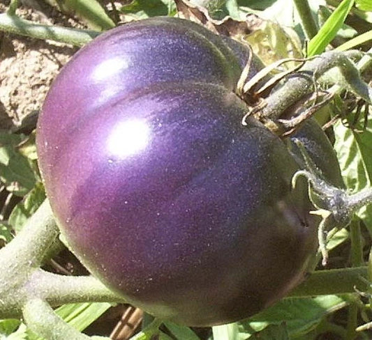 Bulk Purple Tomato Seeds - 100 Heirloom Seeds, Medicinal Antioxidant Variety, Healthful Garden Plant
