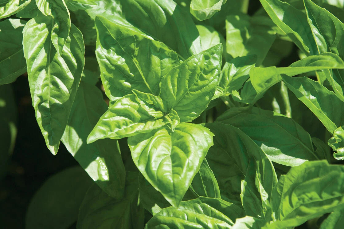 Basil Seeds - 1000 Seeds - Sweet Large Leaf - Ocimum basilicum - Annual, Green Foliage, Full Sun to Partial Shade