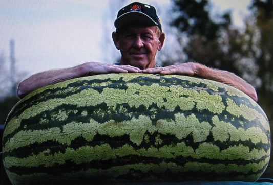 Bulk Watermelon Seeds - 400 Seeds - Competition Hybrid - Medicinal Variety - Citrullus lanatus