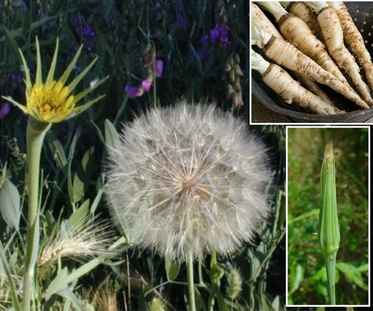 Mammoth Sandwich Island Salsify Seeds - 50+ Seeds - White Oyster - Tragopogon porrifolius