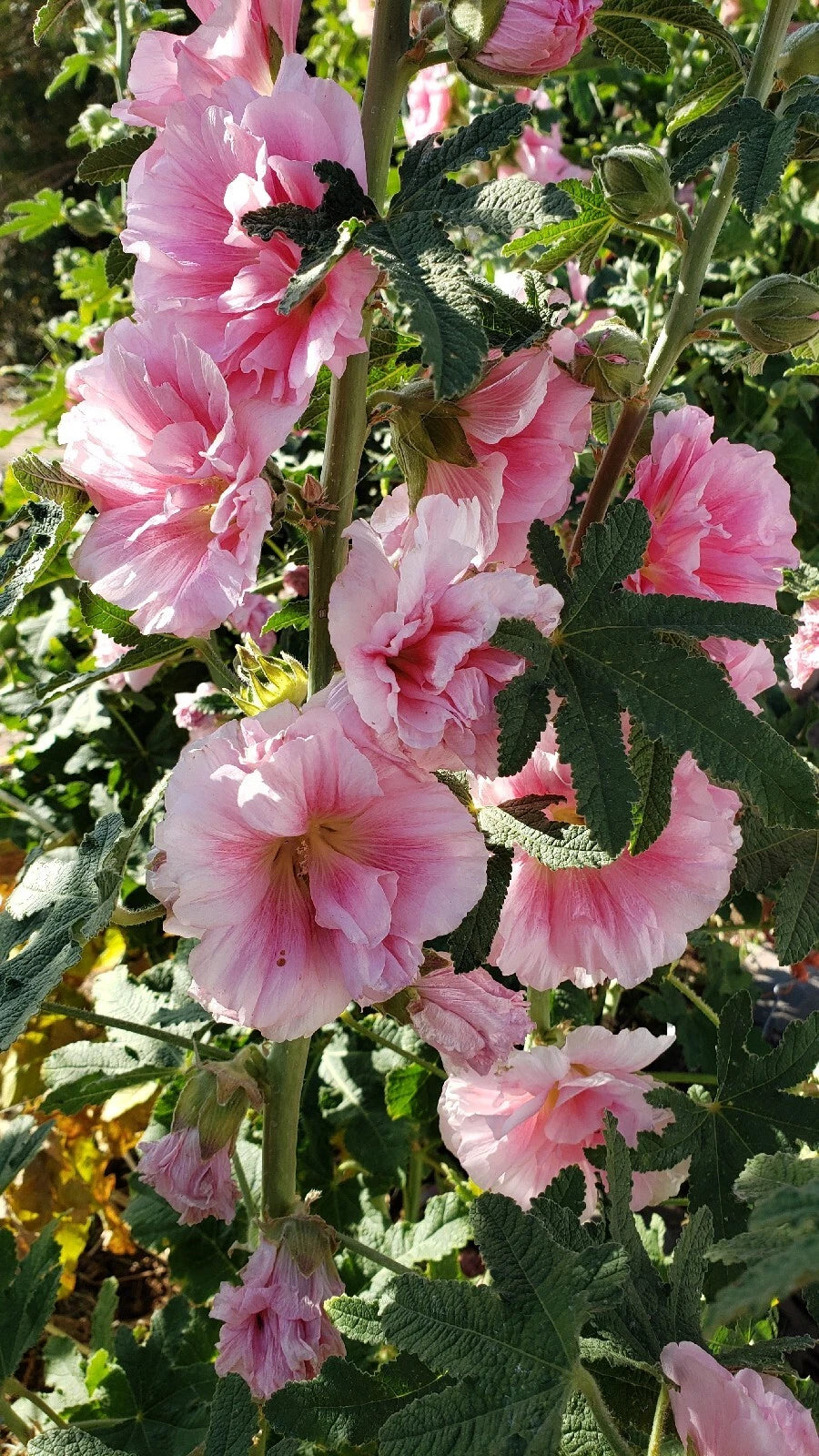 Hollyhock Seeds - Double Flower Pink - 30 Seeds - Alcea rosea