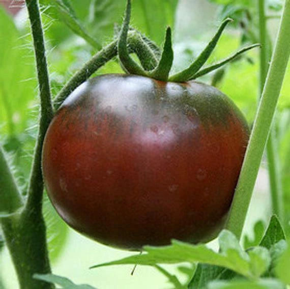 Black Krim Tomato Seeds - Fresh Heirloom Seeds for Home Garden - Solanum lycopersicum