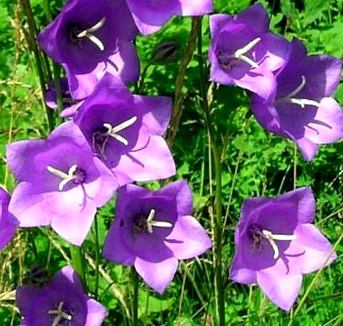 Blue Peach Leaf Bellflowers Seeds - 265 Seeds, 2" Big Flowers - Campanula Persicifolia - Maries Green Garden