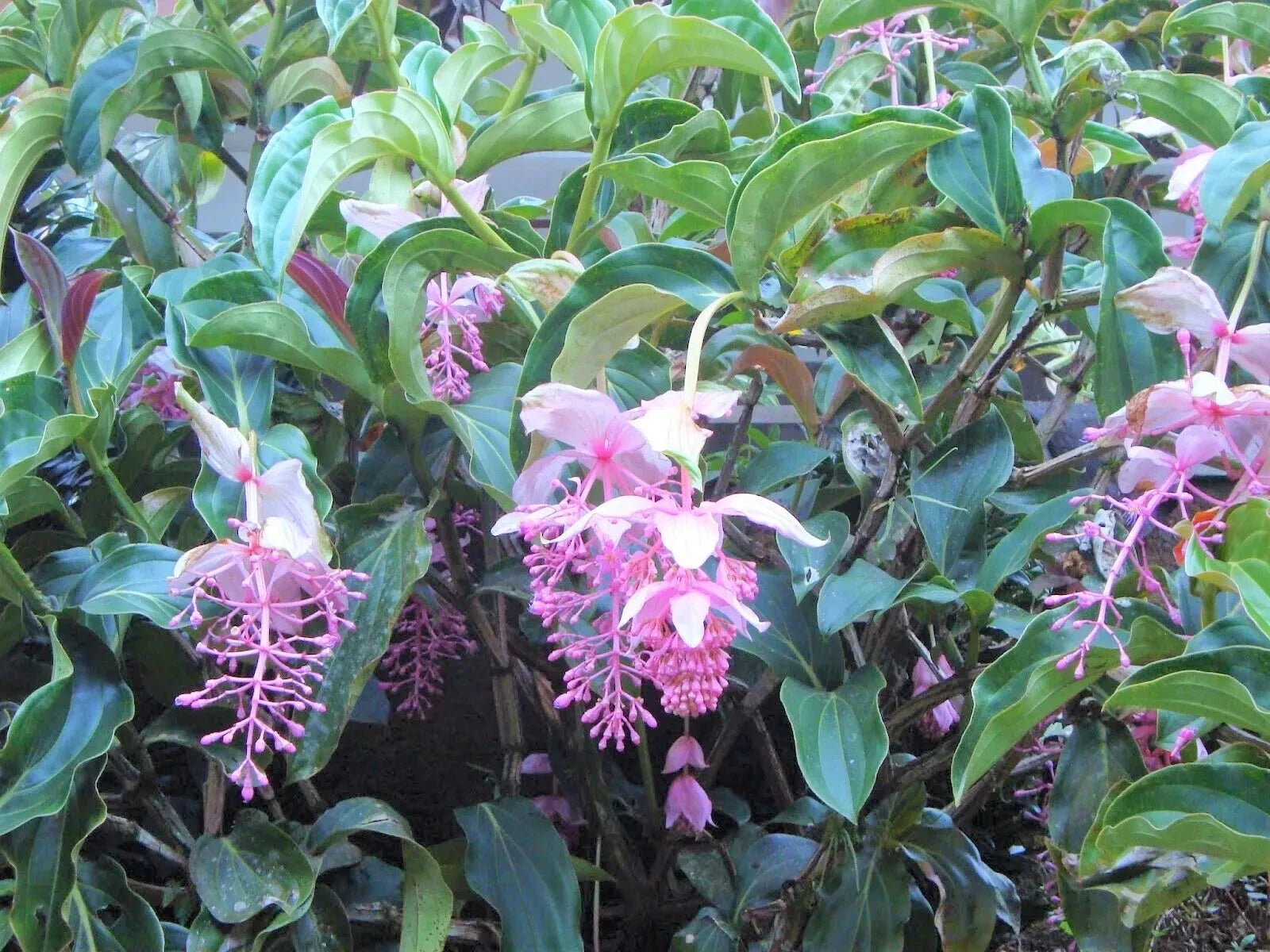Royal Chandelier Medinilla Plant | Live Well Rooted Starter Plant | Rare Exotic Variety | Medinilla magnifica