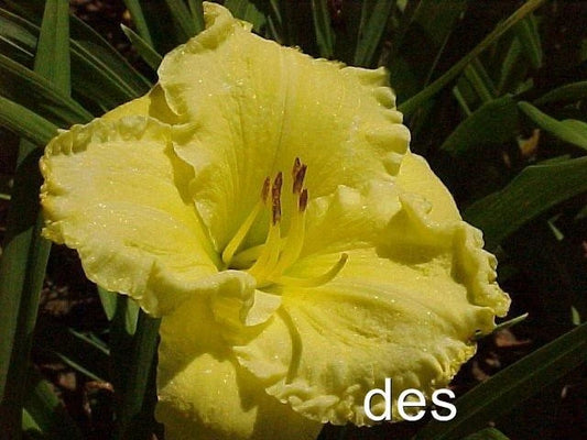 10 Daylilies Live Plants - Emperor's Choice Bright Ruffled Fragrant Daylily (Hemerocallis)