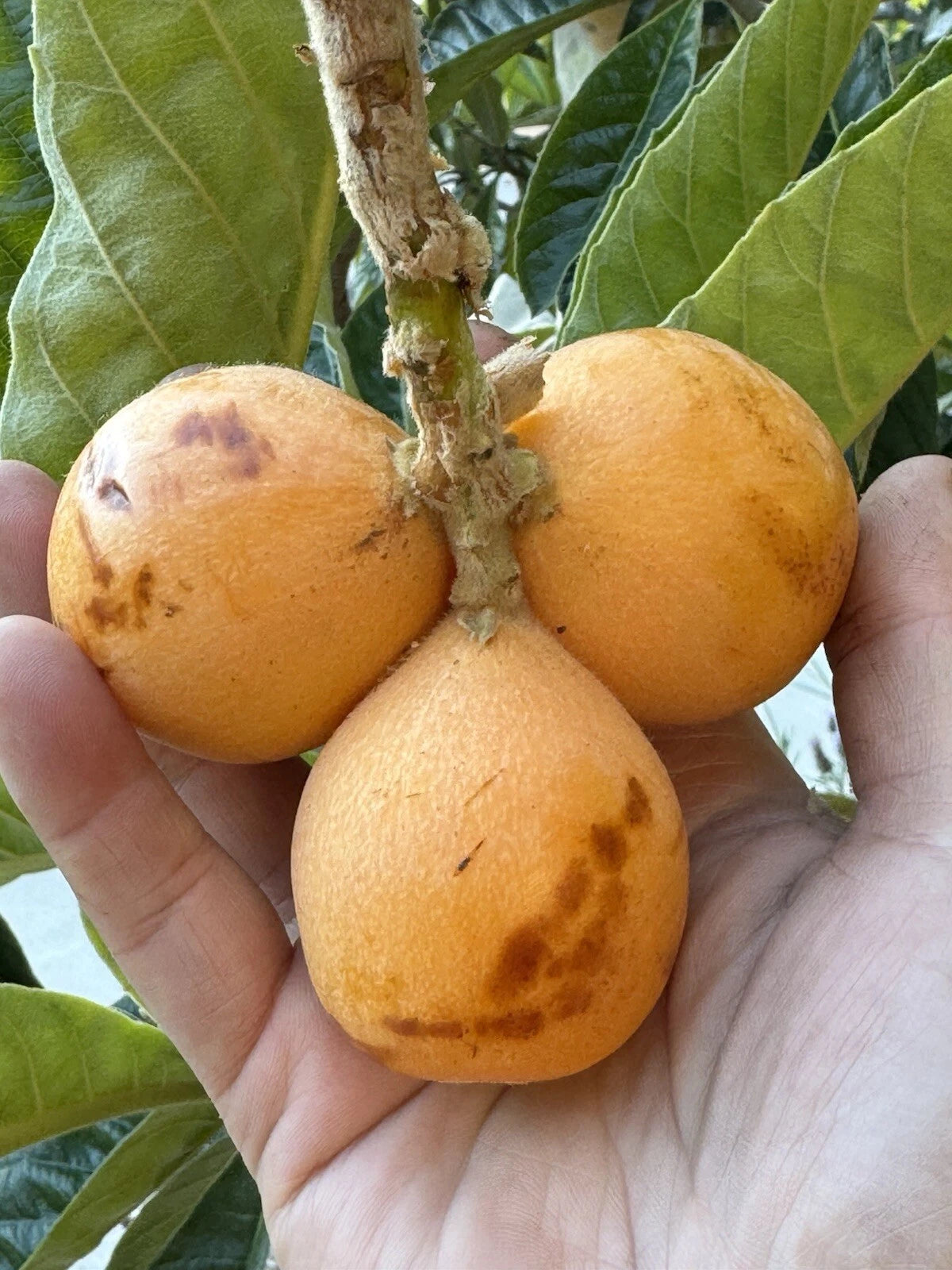 Rare Loquat Scions for Grafting - 2 ea, Largest Variety, Eriobotrya japonica Cuttings