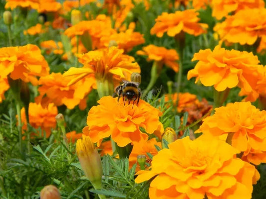 Cresta Orange Marigold Seeds - 25+ Pack - Garden Planting - Tagetes erecta - USA