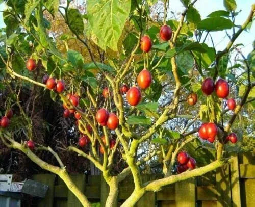Tomato Tree Seeds - 10 Pack - Tamarillo (Cyphomandra betacea) - Heirloom Seeds for Planting