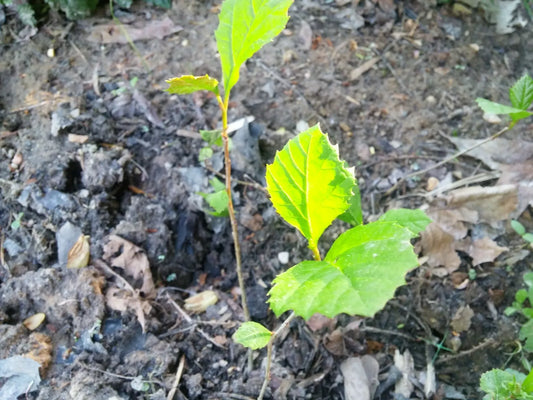American Sycamore Seeds 1000-1500 Count Platanus occidentalis Buttonwood Tree