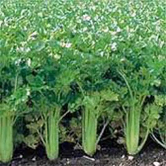 Celery Seeds - 500 Seeds - Utah Tall - Heirloom Non-GMO Gardening Seed - Perfect for Home Garden