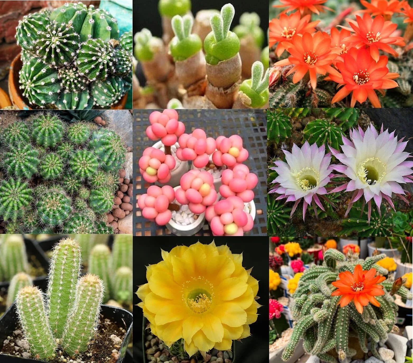 Echinopsis Cactus Seeds Mix - 50+ Varieties - Colorful Flowers - Echinopsis spp. - Ships from Iowa